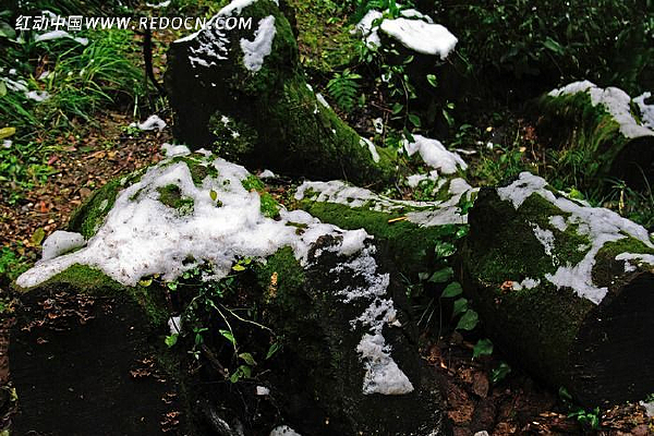 ����ϵĻ�ѩ