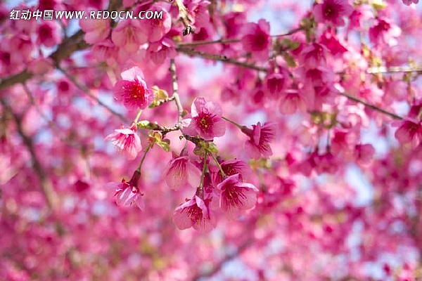 ��ɫ��Ȼ����