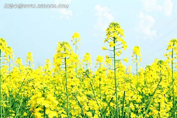 �����µ��Ͳ˻�