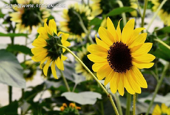 ��ɫ��������