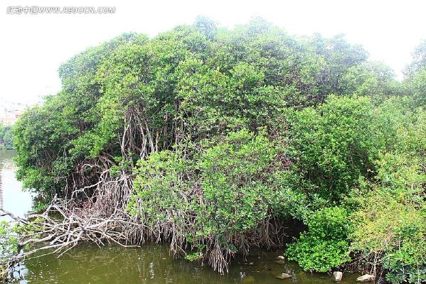 ���Ϻ�����