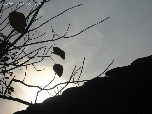 ��Ȼ�����⾳��Ҷ