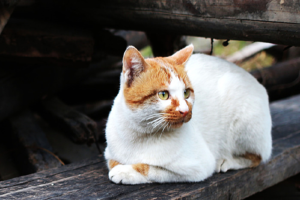 ſ�ŵ�С��è