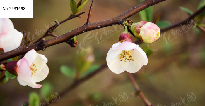 ʢ���ĺ��Ļ�ͼƬ