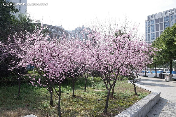 ������̳