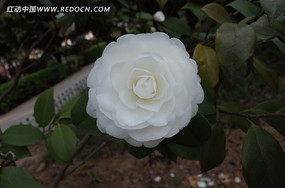 ��ɫ����