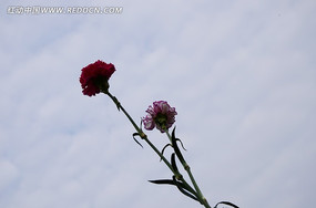 ���俵��ܰ