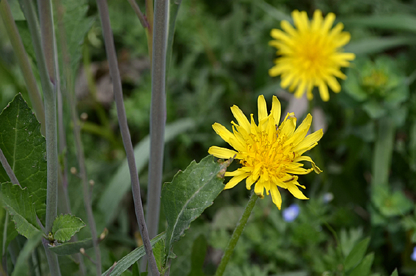 ��ɫ���ѹ�Ӣ����