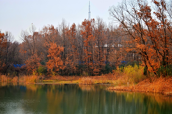 ����ɽ��