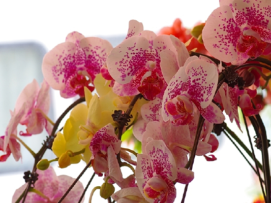 ���ŵĺ�������