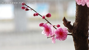 һ֦�ۺ�ɫ÷��