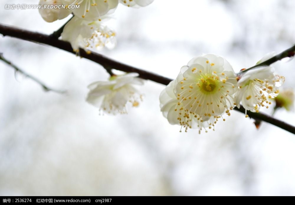 白色梅花开放