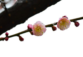 ��ɫ÷����