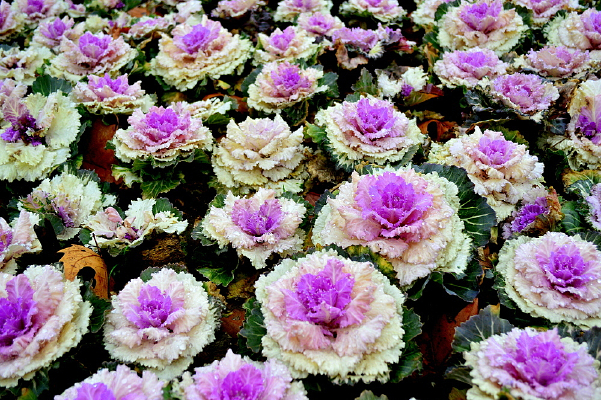 ���¸�����