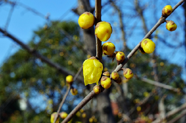 �������ŵ���÷