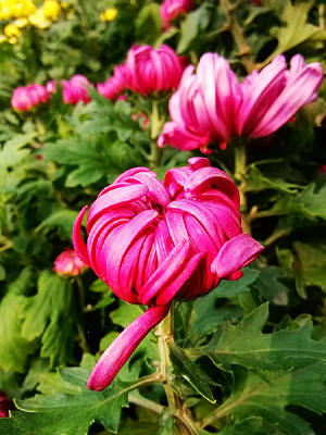 �������ŵľջ�