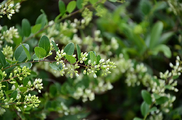 ��������ֲ��