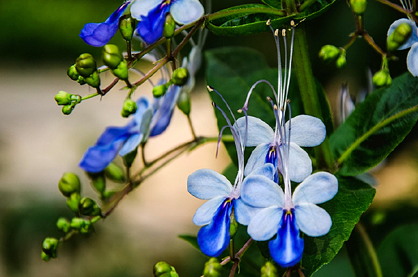 ֲ����ɫ����