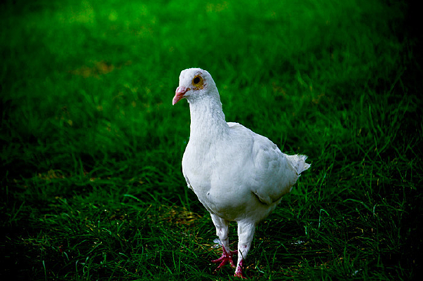 ������ë����