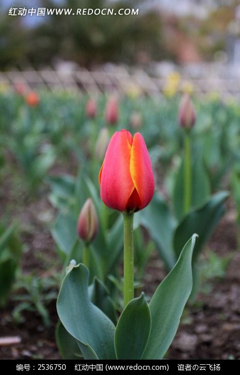 郁金香花苞图片