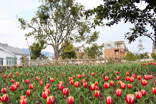 ��԰������