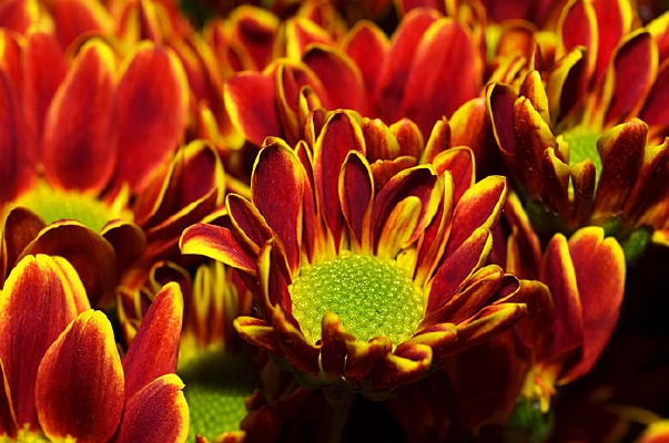 ̫������