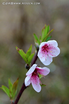 两朵粉色桃花