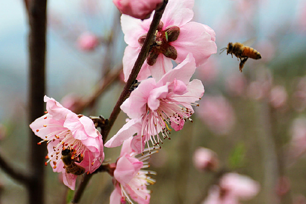 �����۷�