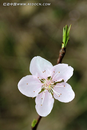 一朵白桃花