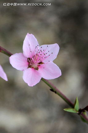 一朵桃花盛开