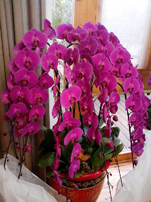 һ�������