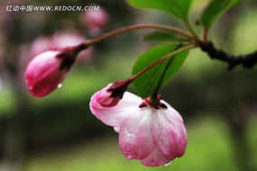 ���䱳�����ʻ�