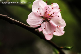 ��ɫ���ʻ�