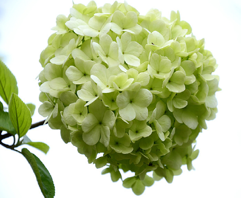 ����ɫ�ʻ�