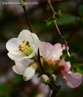 ��ɫ���Ļ�