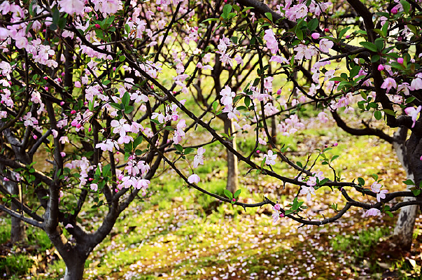 Ψ��������