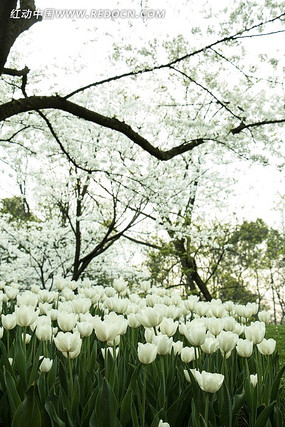 ̫�ӹ�԰��������