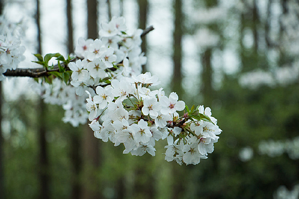 ����ӣ����