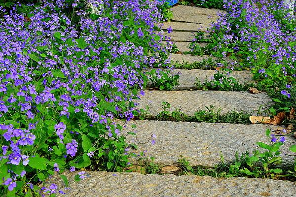 ��ɫ�Ļ���