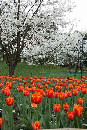 ��ɫ����������