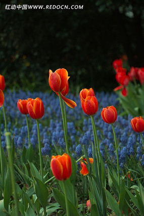 ��ɫ����+����+����