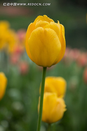 һ��ʢ����������