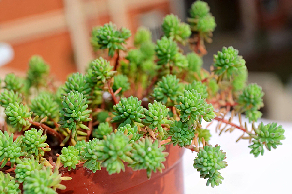 ���Ŷ���ֲ��