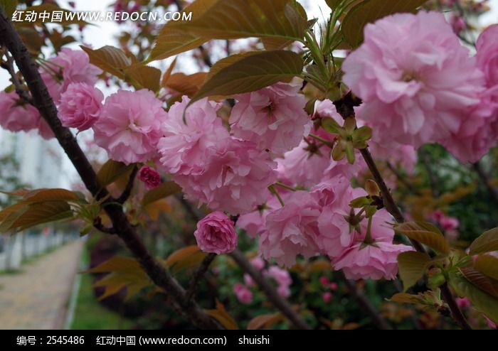 樱花绽放高清图片下载红动中国