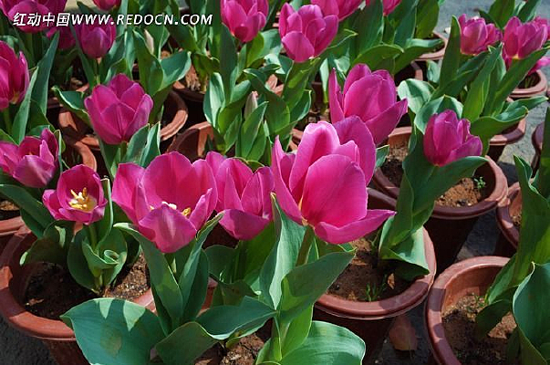 �Һ�ɫ�����㻨