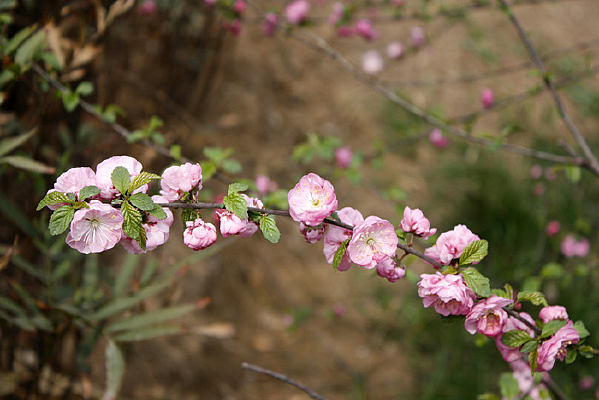 һ֦�ۺ��һ�