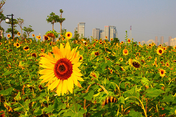 ����ʢ��