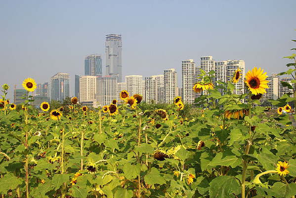 ���տ��ﻨ��