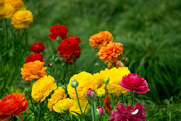 ��ɫ�����ݻ���