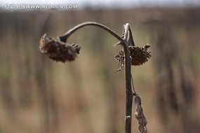 ��ή���տ�